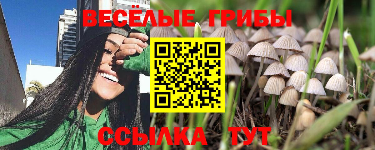 Галлюциногенные грибы Psilocybe Батайск